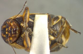 Media type: image;   Entomology 5047 Aspect: habitus ventral view